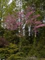 Cercis occidentalis Judaszowiec zachodni